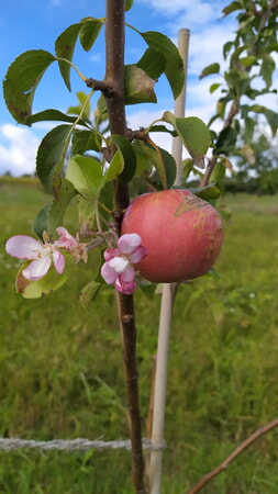 Apfelstrauch mit Apfel und Blüten