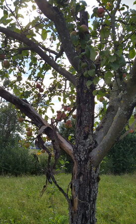 absterbender Hauxapfelbaum