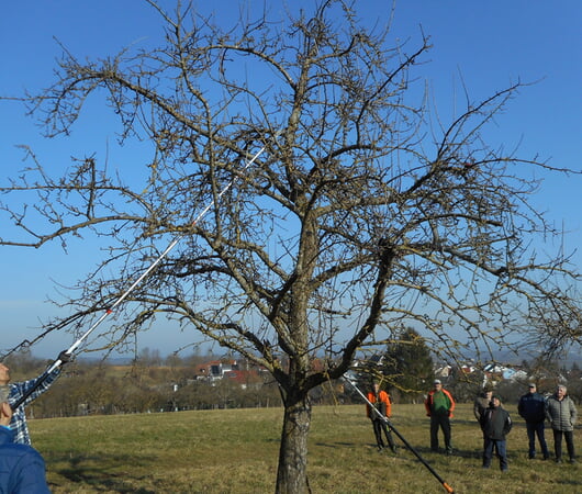 Ein alter Obstbaum vor dem Schnitt