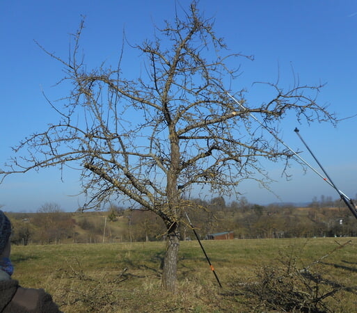 Der selbe Baum nach dem Schnitt