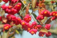 Farbspektakel im Herbstgarten