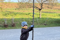 Erfolgreiche Obstbaumaktion des OGV Großingersheim und der Gemeinde Ingersheim