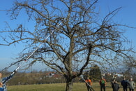 Obstbaumwinterschnitt